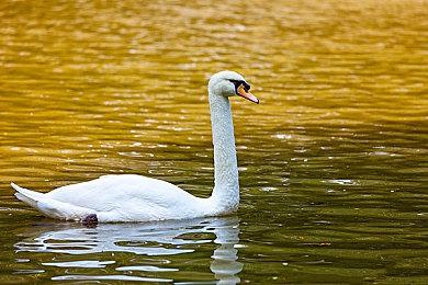 晨风暗影序幕锁定三月！《上古卷轴 Online》即将开启全新篇章