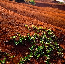 魔法种田手游《Wylde Flowers》9月登陆PC和Switch